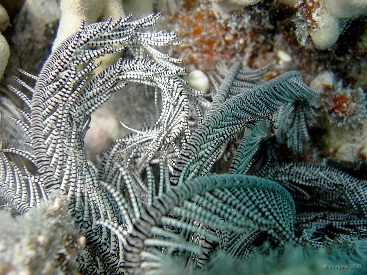 110- Crinoide ou comatule - Bancs de l'Ouest.JPG
